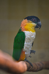 lovebird parrot sits on a tree branch