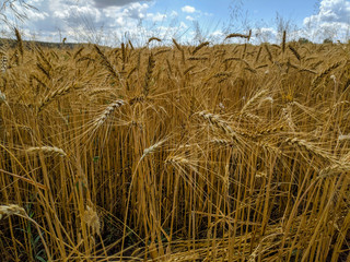 Plakat ripe wheat ears in a field