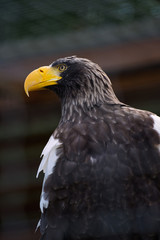 Close-up eagle with a big yellow beak
