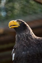 Close-up eagle with a big yellow beak