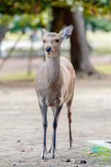 Deers in Nara park in Nara city at Japan. Park with animals in Japan
