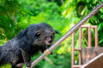 The Bearcat or Arctictis Binturong show is on the rope
