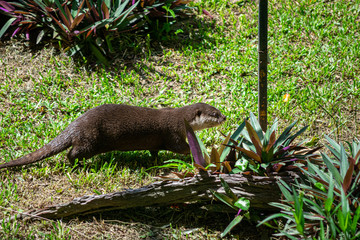 The an otter can help collect garbage