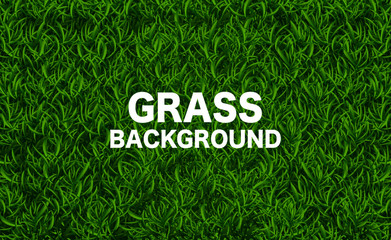 Green grass meadow border vector pattern. Spring or summer plant lawn. Photo realistic grass on a transparent background.