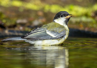 big tit
