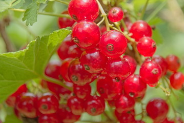 red currant, Ribes rubrum