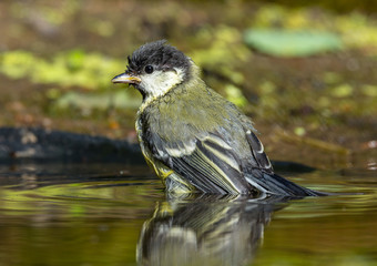 big tit