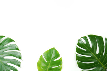 Fototapeta na wymiar Fresh green palm leaves isolated on white background, summer plants object