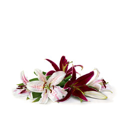White lilies with pink spots and maroon lilies on a white background with space for text