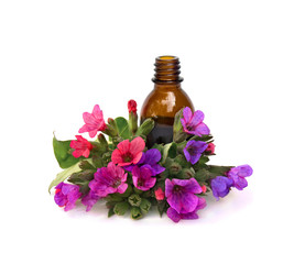 Lungwort flowers (Pulmonaria officinalis, common names: common lungwort, Mary's tears, Our Lady's milk drops) with pharmaceutical bottle on white background with space for text