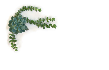Creative decoration of green blue succulents on a white background with space for text. Top view, flat lay