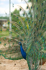 Fototapeta premium Beautiful peacock spread his wings