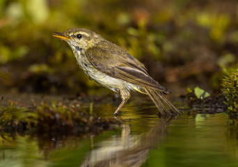 warbler