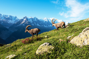 Prachtig berglandschap met twee schattige berggeiten in de Franse Alpen bij het Lac Blanc-massief tegen de achtergrond van de Mont Blanc.