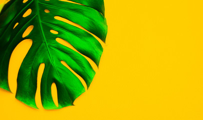 Tropical Monstera leaves and philodendron on a yellow background color of minimum summer © Любовь Рузина
