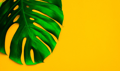 Tropical Monstera leaves and philodendron on a yellow background color of minimum summer © Любовь Рузина