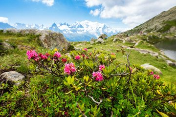 Obraz premium Fantastic view with rhododendron in the French Alps, region La Blanc.