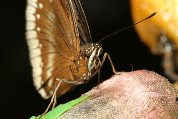 close up brown butterfly