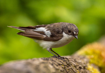 pied flycatcher