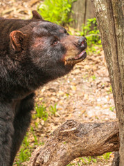 Florida Black Bear 