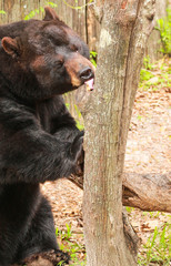 Florida Black Bear 