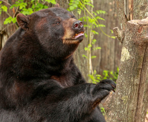 Florida Black Bear 