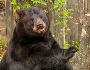 Smiling Florida Black Bear 