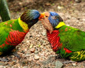 Two Rainbow Lorikeets Fighting over a Stick - Birds