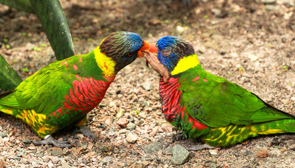 Two Rainbow Lorikeets Fighting over a Stick - Birds