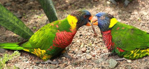 Two Rainbow Lorikeets Fighting over a Stick - Birds