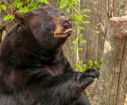 Florida Black Bear Stock Photo | Adobe Stock
