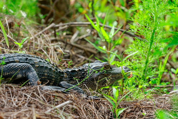 Small Florida Alligator
