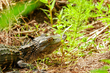 Small Florida Alligator