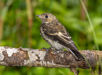 pied flycatcher