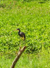 Little Blue Heron in the Swamp 