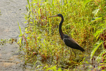 Little Blue Heron in the Swamp 