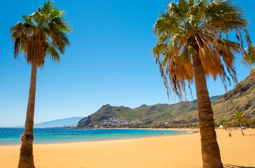 palm trees on Playa de las Teresitas Beach, Tenerife
