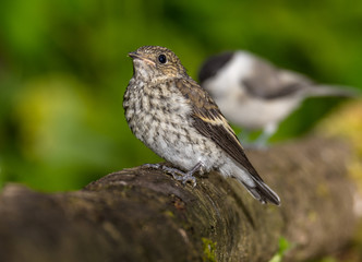 pied flycatcher