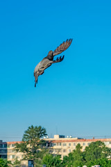 pigeon in flight