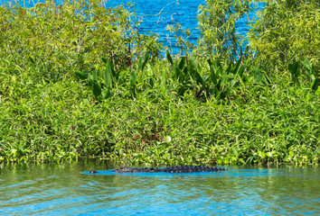 Alligator in the Swamp 