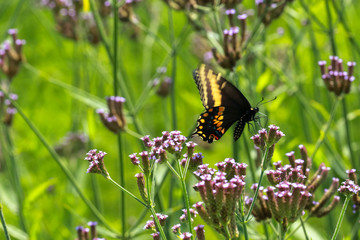 Butterfly with wildflowers
