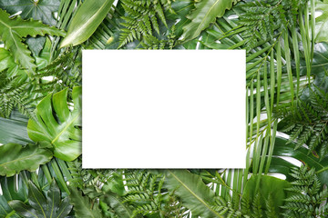 Fresh green palm leaves isolated on white background, summer plants object