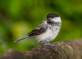 brown tit