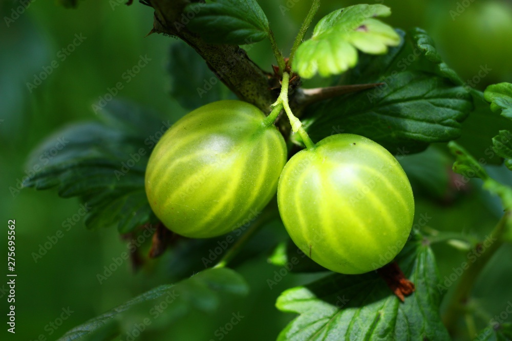 Wall mural green gooseberry berries close up