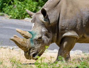 Fototapeta premium The southern white rhinoceros or southern square-lipped rhinoceros (Ceratotherium simum simum), is one of the two subspecies of the white rhinoceros (the other being the Northern white rhinoceros).