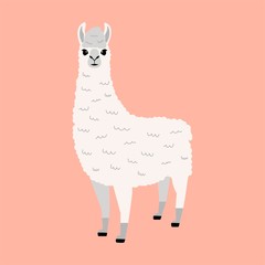 White llama vector illustration. Colorful. Cute animal on a pink backgroung