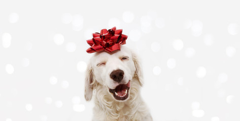 Banner happy dog present for christmas, birthday or anniversary, wearing a red ribbon on head. isolated against white background.