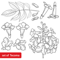 Set of outline Tecoma stans or yellow Trumpet flower bunch, bud and ornate leaves in black isolated on white background.