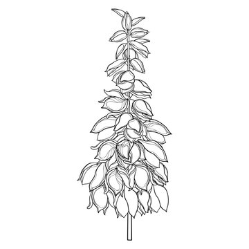 Stem with outline Yucca filamentosa or Adam’s needle flower bunch and ornate bud in black isolated on white background.