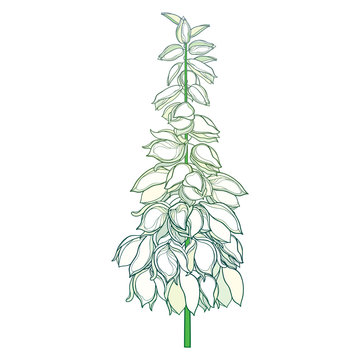 Stem with outline Yucca filamentosa or Adam’s needle flower bunch and ornate bud in pastel white isolated on white background.